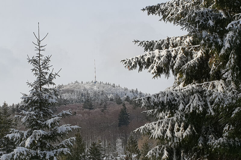 Blick zum Inselsberg im Winter mit verschneiten Bäumen