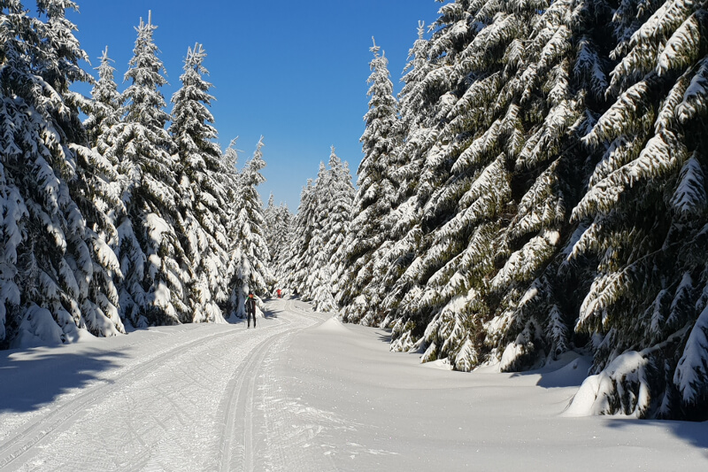 Skilanglaufloipe auf dem Rennsteig mit verschneiten Bäumen