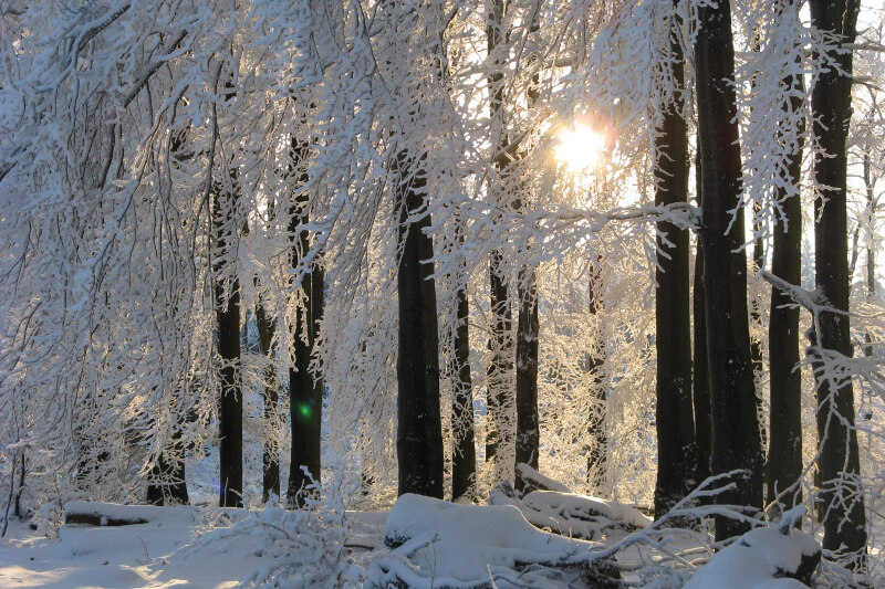 Winterwald mit eingefrorenen Bäumen